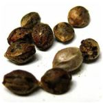 Семена марихуаны АК-47  (Seeds AK-47) в Мосальске